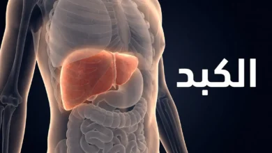 صورة ثلاثية الأبعاد واقعية تُظهر موقع الكبد في الربع الأيمن العلوي من البطن داخل جسم الإنسان مع كلمة الكبد بالعربية