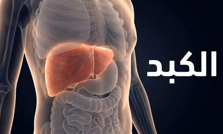 صورة ثلاثية الأبعاد واقعية تُظهر موقع الكبد في الربع الأيمن العلوي من البطن داخل جسم الإنسان مع كلمة الكبد بالعربية