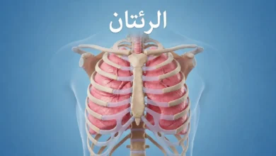 صورة غلاف طبية ثلاثية الأبعاد تُظهر الرئتين داخل القفص الصدري مع كلمة الرئتان بخط عربي واضح.