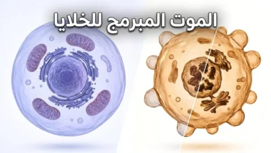تصور ثلاثي الأبعاد لعملية الموت المبرمج للخلايا يظهر خلية سليمة وأخرى في مرحلة الاستماتة المبكرة بإضاءة طبية احترافية