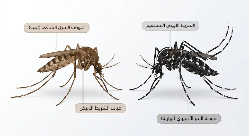 مقارنة تشريحية بين بعوضة النمر الآسيوي النهارية وبعوضة المنزل الليلية الشائعة