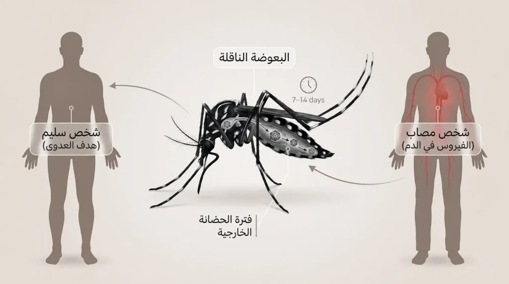 دورة انتقال الفيروس من إنسان مصاب عبر بعوضة النمر إلى إنسان سليم مع فترة الحضانة