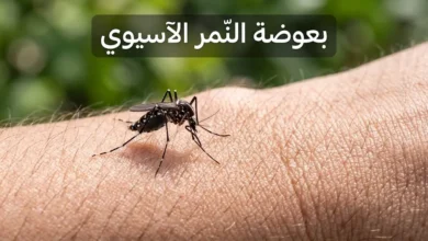 بعوضة النمر الآسيوي جالسة على جلد الإنسان — صورة واقعية عالية الدقة
