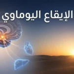 صورة غلاف مقال الإيقاع اليوماوي تُظهر دماغاً بشرياً مع النواة فوق التصالبية ومشهد شروق الشمس