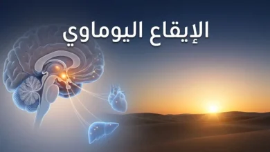 صورة غلاف مقال الإيقاع اليوماوي تُظهر دماغاً بشرياً مع النواة فوق التصالبية ومشهد شروق الشمس