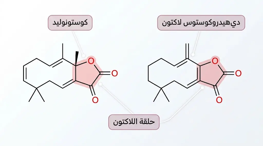البنية الجزيئية ثنائية الأبعاد للكوستونوليد ودي هيدروكوستوس لاكتون