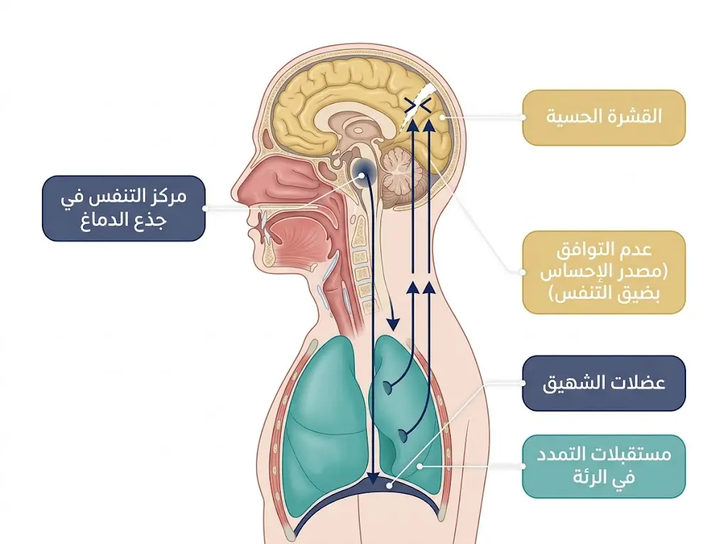 رسم طبي يوضح مسار الإشارة العصبية التنفسية من جذع الدماغ إلى الرئة والقشرة الحسية وآلية نشأة إحساس ضيق التنفس