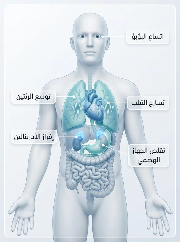 رسم توضيحي طبي يُظهر التغيرات الفسيولوجية في الجسم أثناء استجابة الكرّ والفرّ
