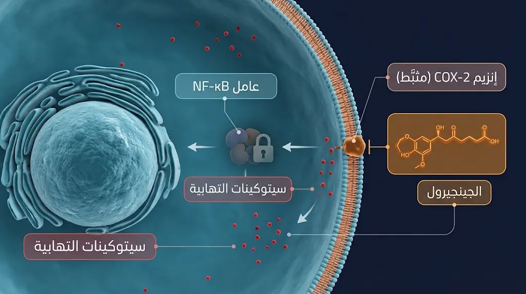 رسم ثلاثي الأبعاد يُظهر آلية تثبيط الجينجيرول لإنزيم COX-2 وعامل NF-κB داخل الخلية