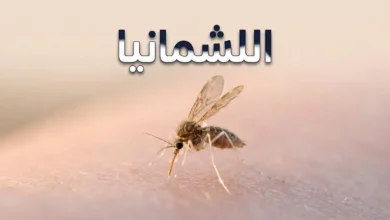 ذبابة الرمل الناقل الرئيسي لمرض اللشمانيا على الجلد عند الغروب