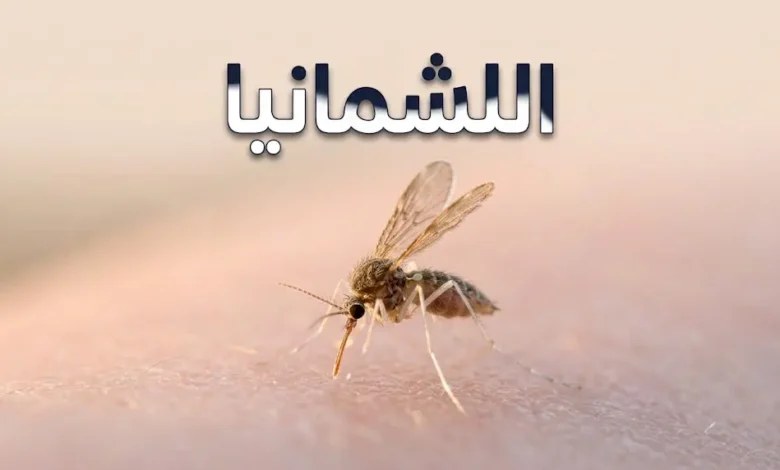 ذبابة الرمل الناقل الرئيسي لمرض اللشمانيا على الجلد عند الغروب