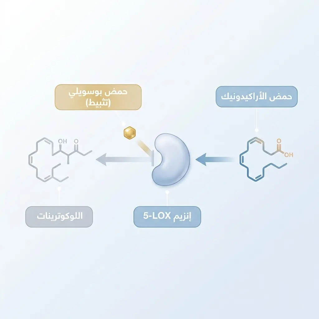 رسم توضيحي علمي يبين كيف يثبّط الحمض البوسويلي إنزيم 5-LOX فيقلل إنتاج اللوكوترينات الالتهابية.
