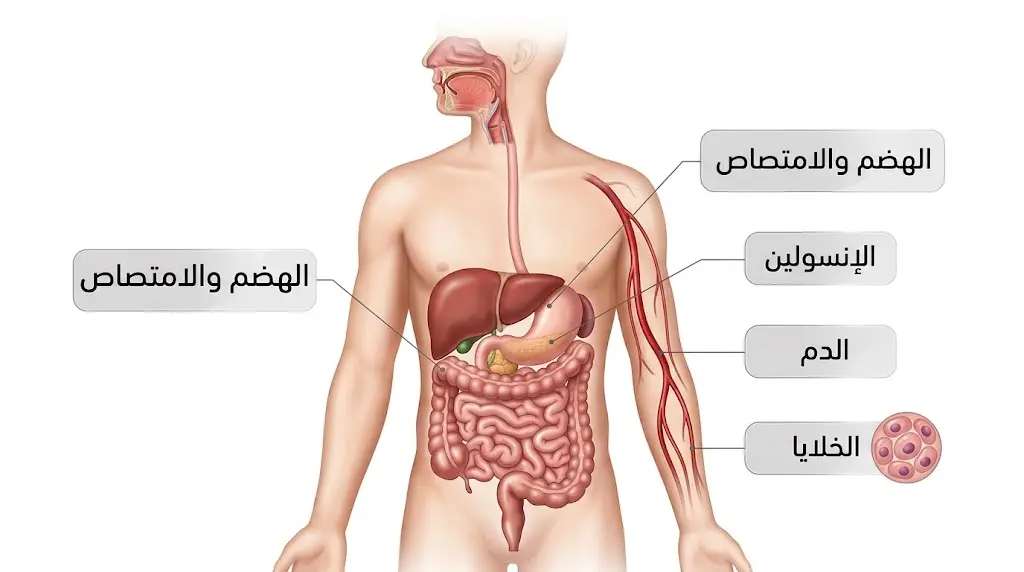 رسم طبي يوضح انتقال الطعام من الهضم والامتصاص إلى الإشارات الهرمونية والدم والخلايا.