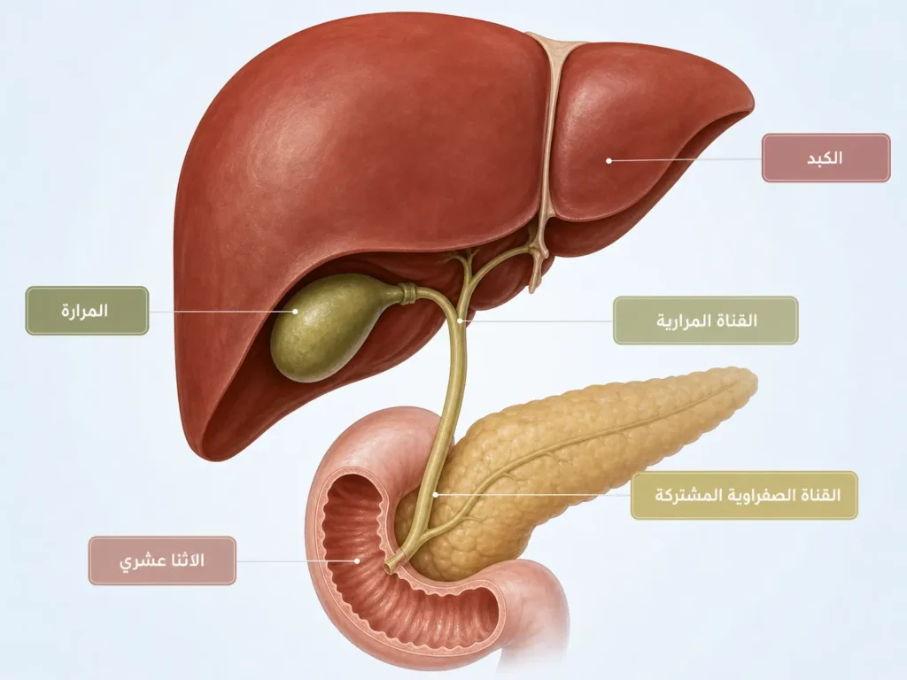 رسم تشريحي يوضح الكبد والمرارة والقنوات الصفراوية الثلاث ومسار تدفق الصفراء إلى الأمعاء
