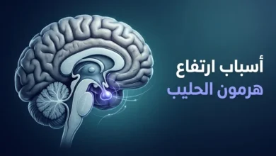 رسم طبي ثلاثي الأبعاد للدماغ يبرز موقع الغدة النخامية المسؤولة عن إفراز هرمون الحليب.