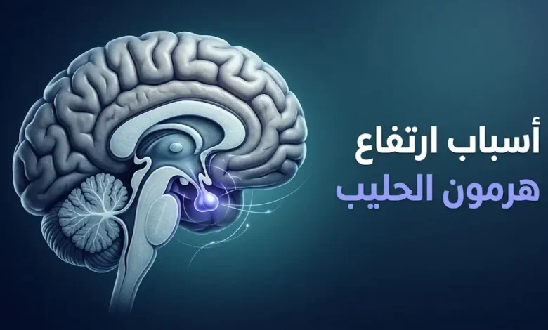 رسم طبي ثلاثي الأبعاد للدماغ يبرز موقع الغدة النخامية المسؤولة عن إفراز هرمون الحليب.