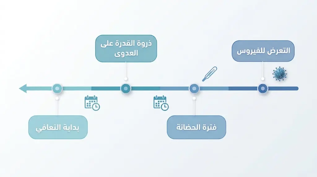 خط زمني علمي يوضح مراحل الإصابة بالإنفلونزا من التعرض حتى بداية التعافي