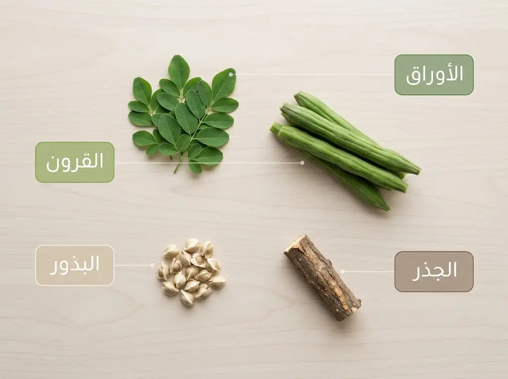 أجزاء نبات المورينجا الأربعة: الأوراق والقرون والبذور والجذر
