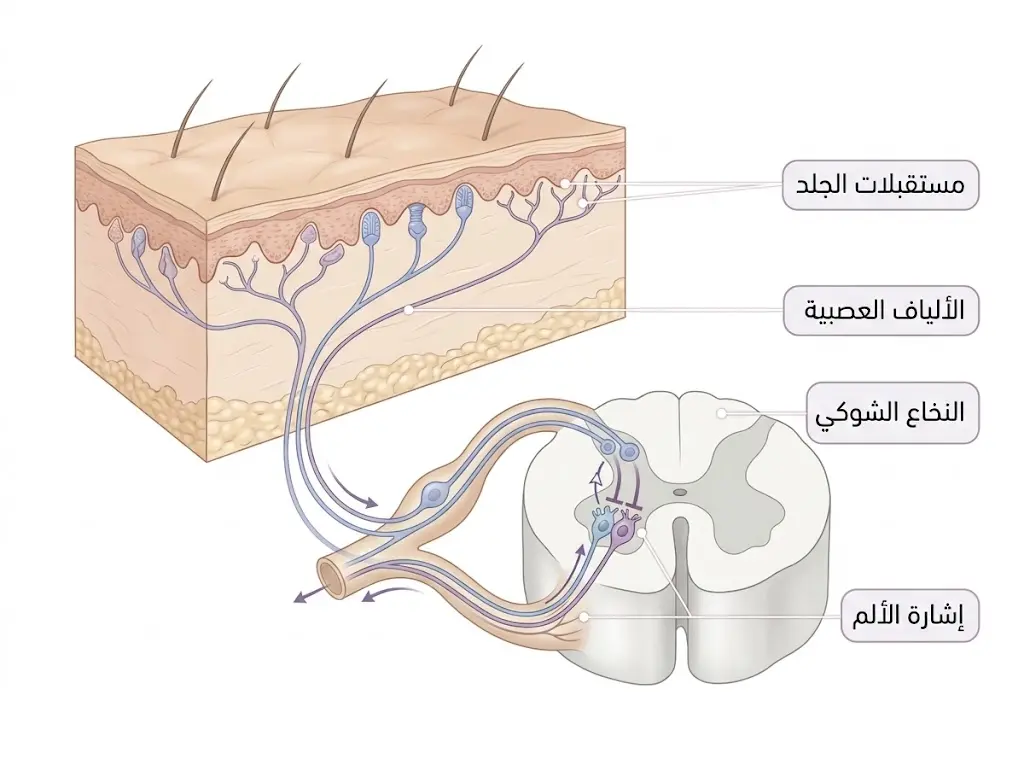 نظرية بوابة الألم كأحد تفسيرات تأثير الحجامة في الإحساس بالألم