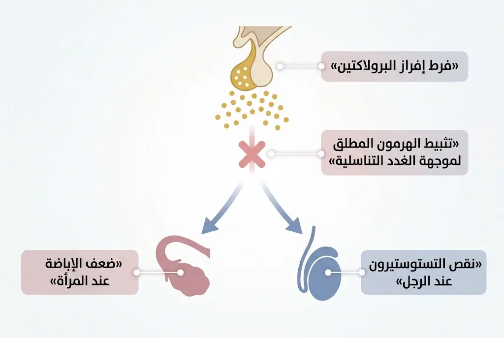 رسم يوضح كيف يثبط ارتفاع البرولاكتين المحور التناسلي عند النساء والرجال