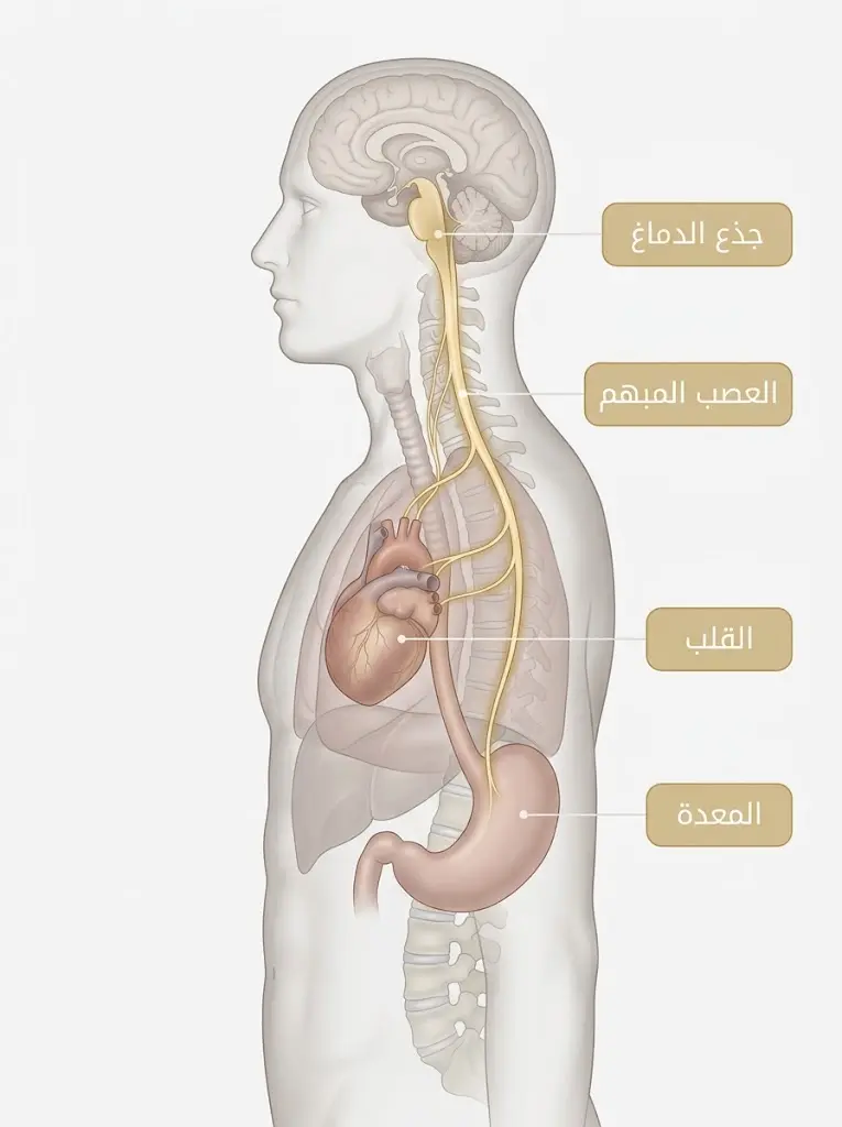 رسم توضيحي لمسار العصب المبهم بين الدماغ والقلب والمعدة