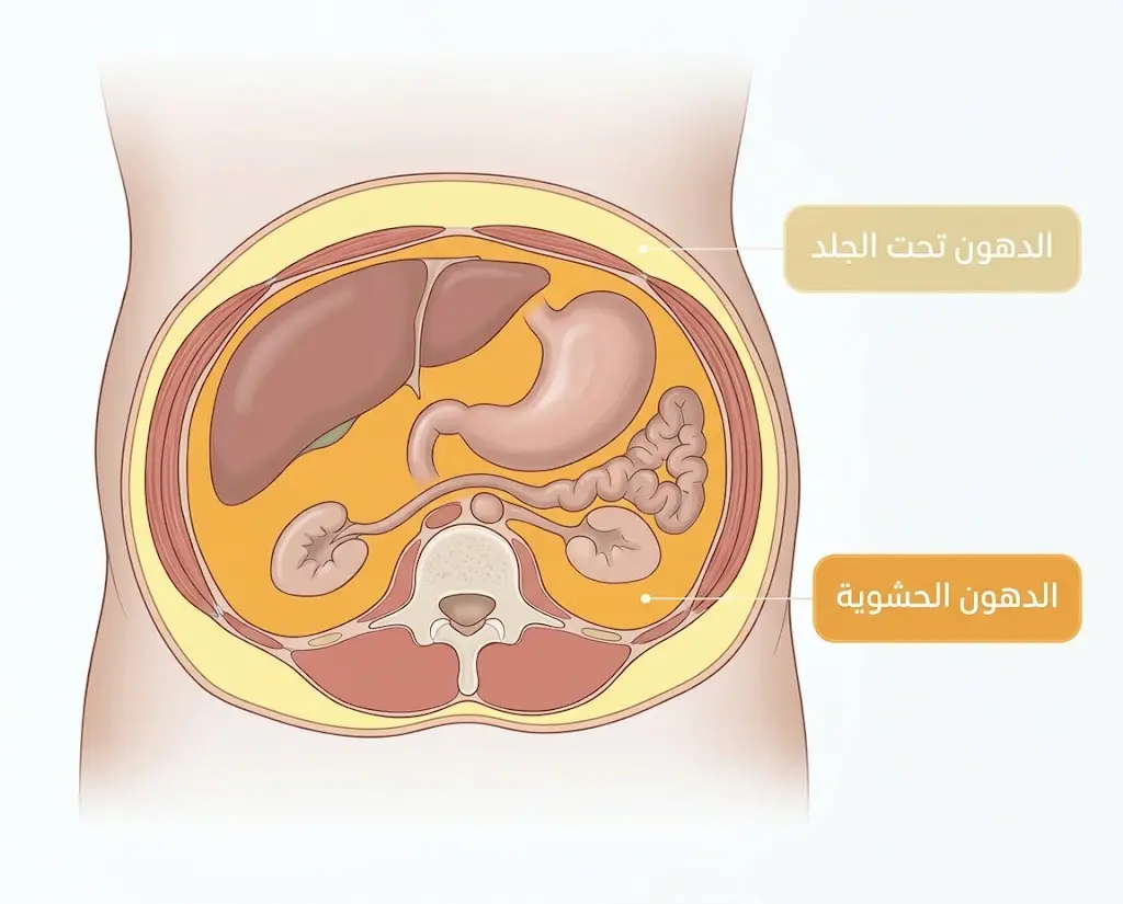 مقطع تشريحي للبطن يوضح الفرق بين الدهون تحت الجلد والدهون الحشوية المحيطة بالأعضاء.