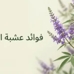 فرع نبات عشبة المدينة Vitex agnus-castus بثماره الداكنة الصغيرة في إضاءة طبيعية