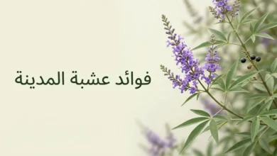 فرع نبات عشبة المدينة Vitex agnus-castus بثماره الداكنة الصغيرة في إضاءة طبيعية