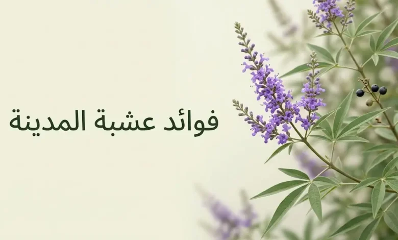 فرع نبات عشبة المدينة Vitex agnus-castus بثماره الداكنة الصغيرة في إضاءة طبيعية