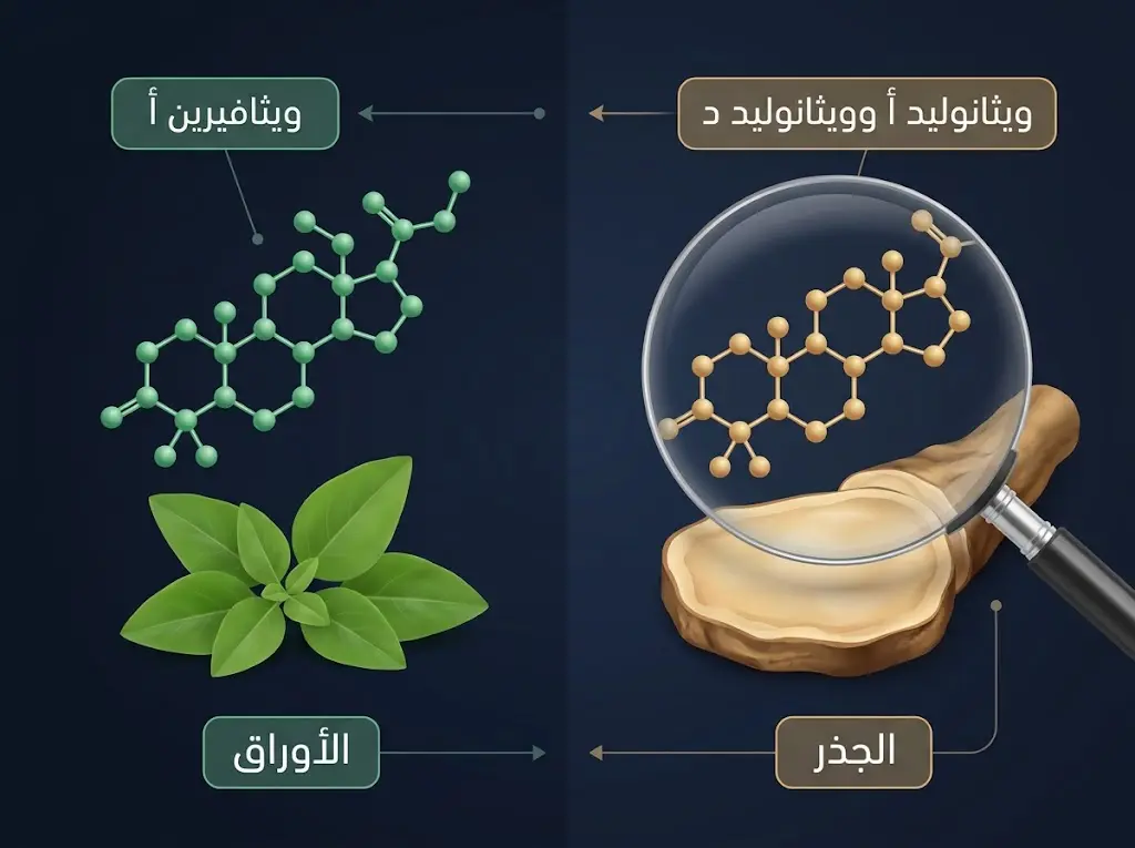 الويثانوليدات المركبات الفعالة في جذور وأوراق الأشواغندا